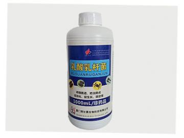 乳酸乳桿菌