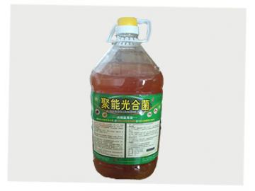 聚能光合菌
